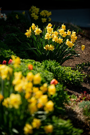 Flowers between the Taylor Building and Manwaring Center during the Spring 2021 Semester.