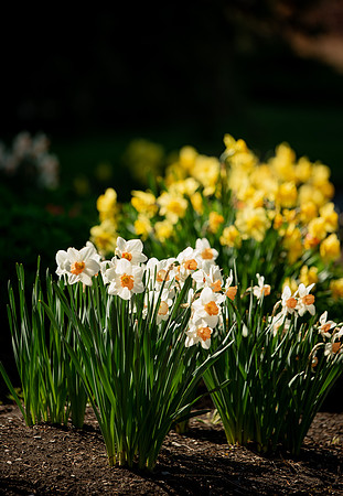 Flowers between the Taylor Building and Manwaring Center during the Spring 2021 Semester.