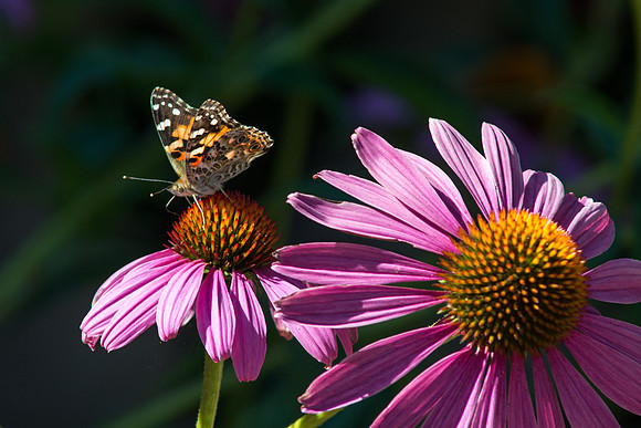 A butterfly sits on top of a flower in the gardens. 2017