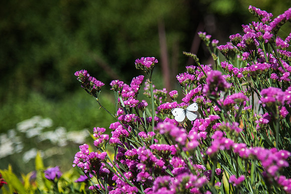 A butterfly sits on top of a flower in the gardens. 2017