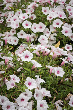 Flowers.