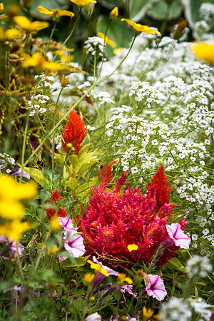 Flowers in the gardens.