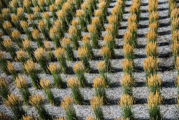 Wheat in the sun outside the STC.