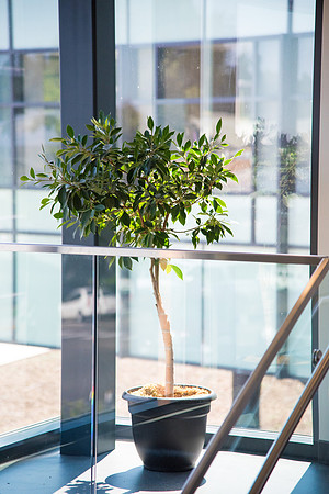 The STC is furnished with plenty of beautiful green plants.