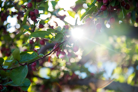 BYU-Idaho has a variety of plants and trees all over campus.
