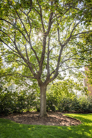 The sun shines through a tree near the Biddulph Hall.