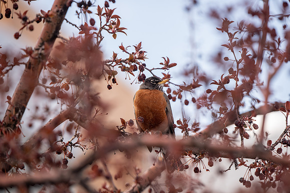 Robin on BYU-I campus - Apr 2022