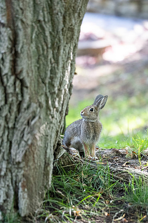 Animals on Campus - Aug 2024