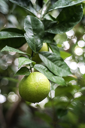 The Benson Greenhouse Jungle Room has a variety of plants and trees.