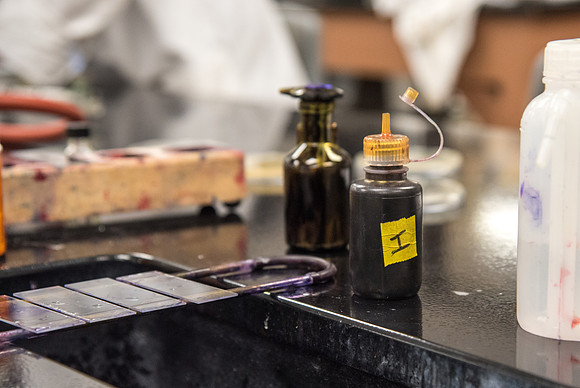 Students work in Brother Griffith's Microbiology Lab.