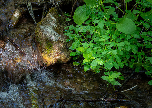 A beautifully developed trail on the South Fork of the Snake River just North of Heise, winds up the hillside to Cress Creek, aptly named for the water cress that grows so abundantly in the creek.