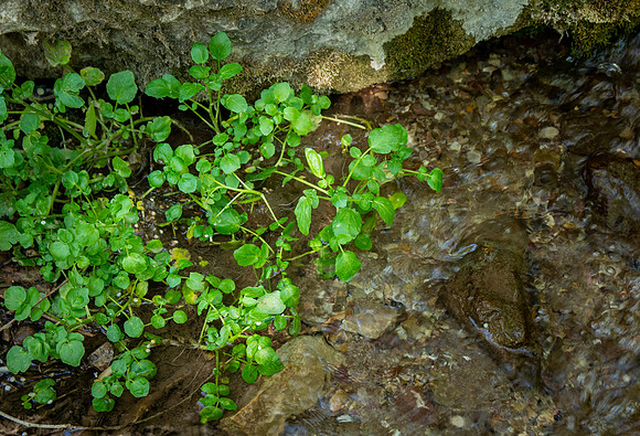 A beautifully developed trail on the South Fork of the Snake River just North of Heise, winds up the hillside to Cress Creek, aptly named for the water cress that grows so abundantly in the creek.