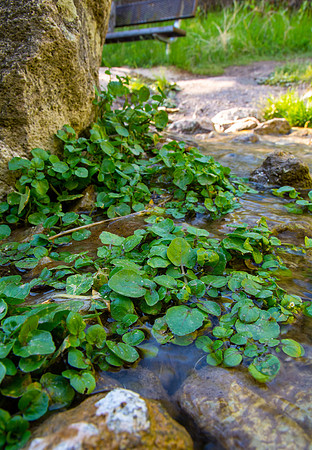 A beautifully developed trail on the South Fork of the Snake River just North of Heise, winds up the hillside to Cress Creek, aptly named for the water cress that grows so abundantly in the creek.