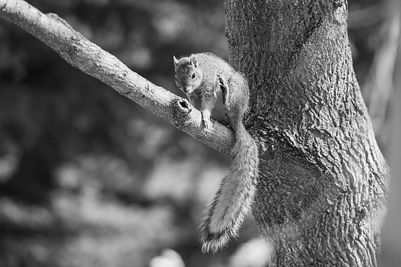 Campus Squirrel B&W - March 2025