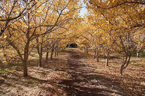 BYU-Idaho Horticulture Apple Orchard. Oct 2017