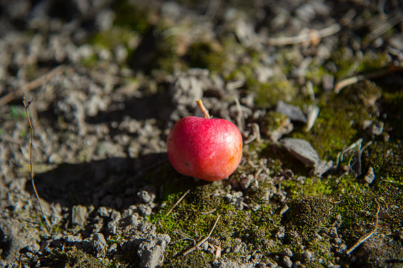 BYU-Idaho Horticulture Apple Orchard. Oct 2017