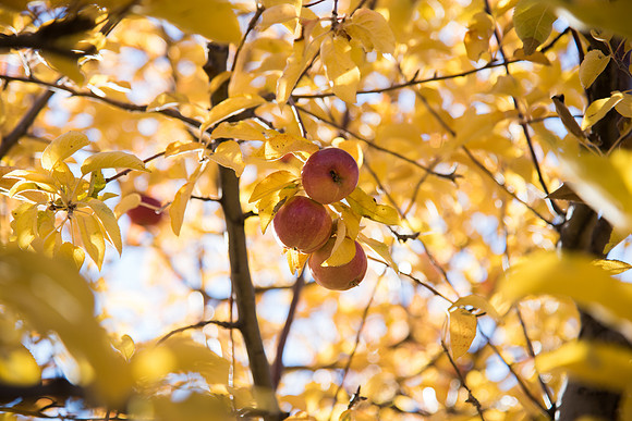 BYU-Idaho Horticulture Apple Orchard. Oct 2017
