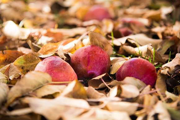 BYU-Idaho Horticulture Apple Orchard. Oct 2017