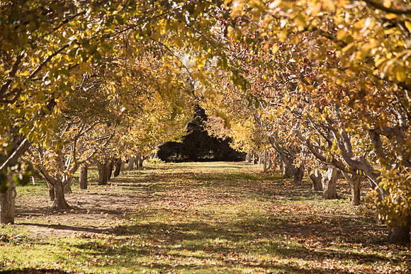 BYU-Idaho Horticulture Apple Orchard. Oct 2017