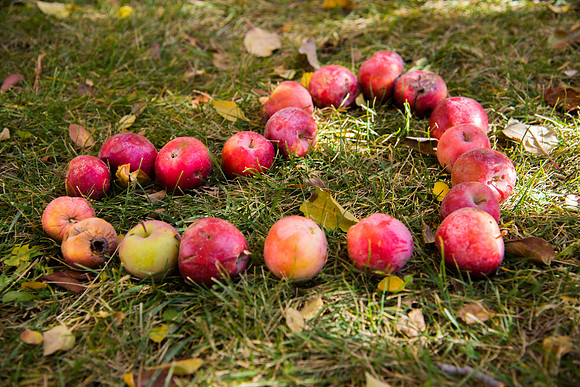BYU-Idaho Horticulture Apple Orchard. Oct 2017