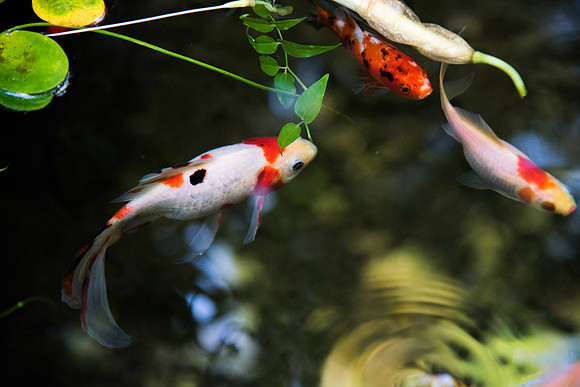 BYU-Idaho Horticulture. Greenhouse. Artificial Pond and Koi Fishes. Oct 2017