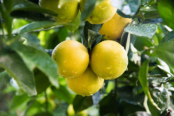 BYU-Idaho Horticulture. Greenhouse. Oct 2017