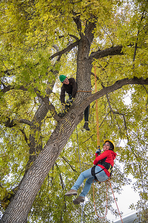 Students assist the campus arborist in keeping trees trimmed.