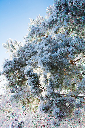 Frost covers campus early morning during Winter Semester.