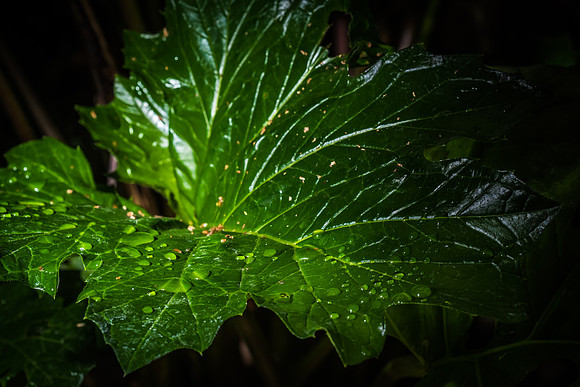 The Benson Greenhouse offers a variety of tropical plants, as well as an escape from the cold weather in Rexburg.