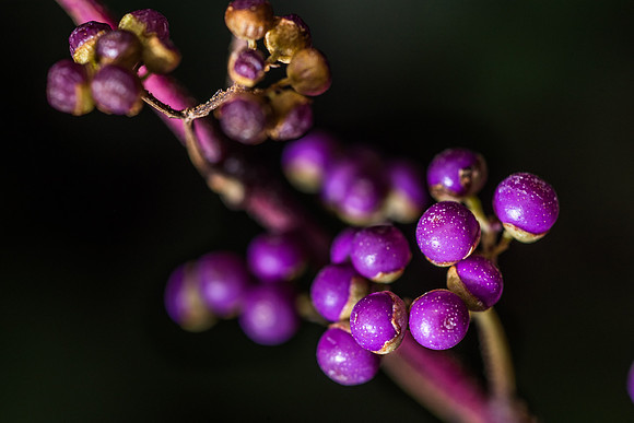 The Benson Greenhouse offers a variety of tropical plants, as well as an escape from the cold weather in Rexburg.