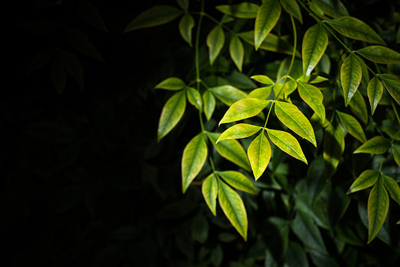 The Benson Greenhouse offers a variety of tropical plants, as well as an escape from the cold weather in Rexburg.