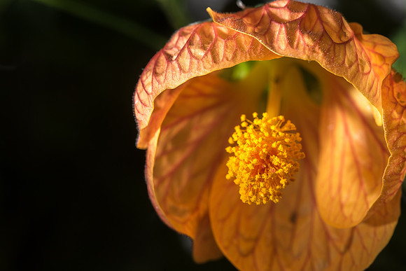 Abutilon flowers hang in Benson Greenhouse.