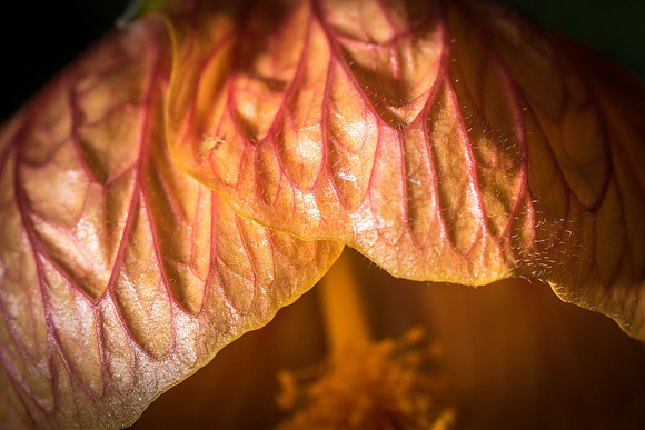 Abutilon flowers hang in Benson Greenhouse.