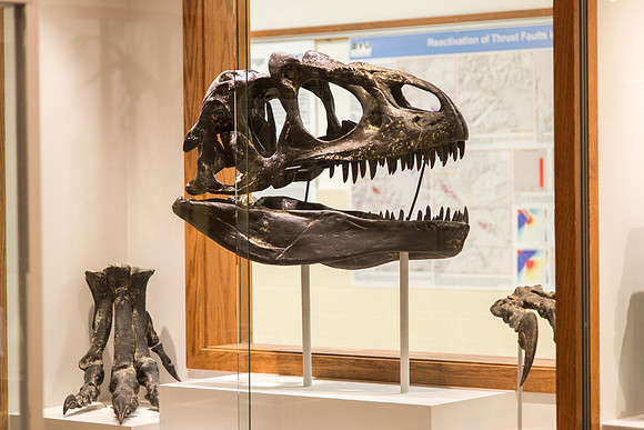Dinosaur fossils found in the museum in the Romney Building.