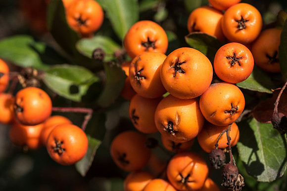 Some berries grow in the Gardens.