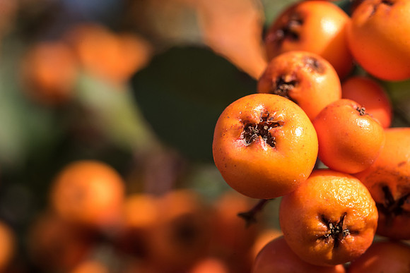 Some berries grow in the Gardens.