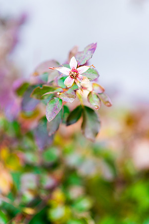 There is so much color in nature. Heavenly Father's creations are truly indescribable.