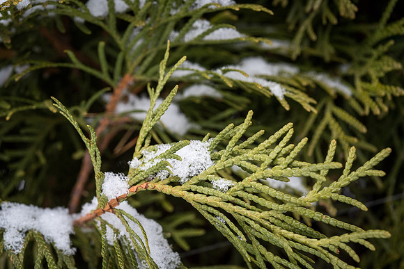 The Holiday Season is welcomed in with a fresh blanket of snow on December First. 2017