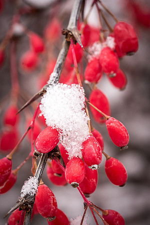 The Holiday Season is welcomed in with a fresh blanket of snow on December First. 2017