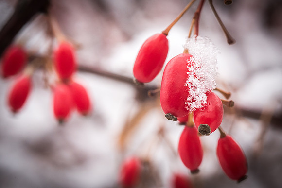 The Holiday Season is welcomed in with a fresh blanket of snow on December First. 2017