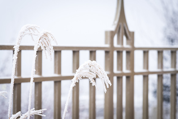 The Rexburg temple on an icy December morning. 2017
