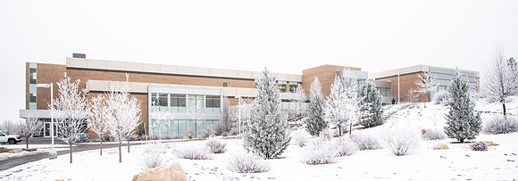 Frosted adorns the trees all over campus.