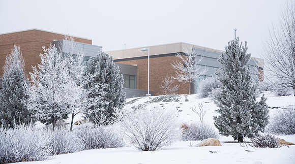 Frosted adorns the trees all over campus.