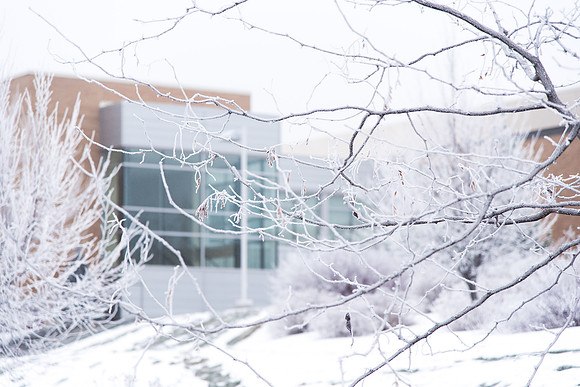 Frosted adorns the trees all over campus.