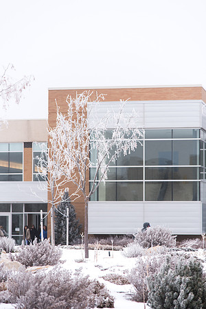 Frosted adorns the trees all over campus.