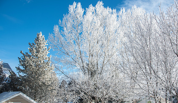 Backyard frosty trees in Sugar City, ID