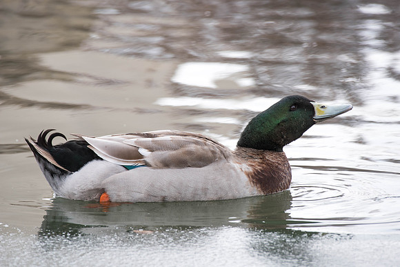 Some ducks spend their time in the Taylor quad. 2018