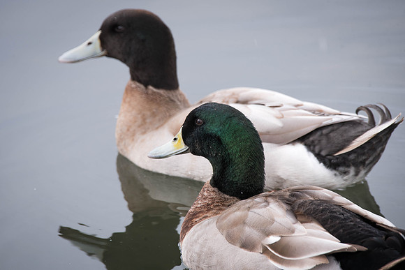 Some ducks spend their time in the Taylor quad. 2018