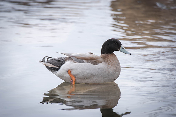 Some ducks spend their time in the Taylor quad. 2018