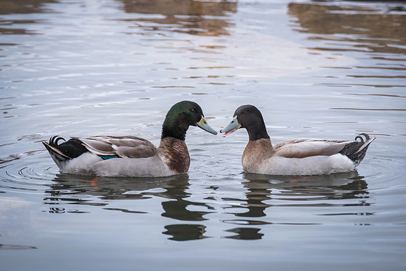 Some ducks spend their time in the Taylor quad. 2018